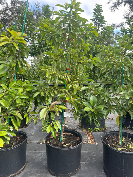 Avocado-Oro Negro Tree Type B
