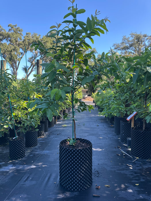 Guava Ruby Supreme Tree