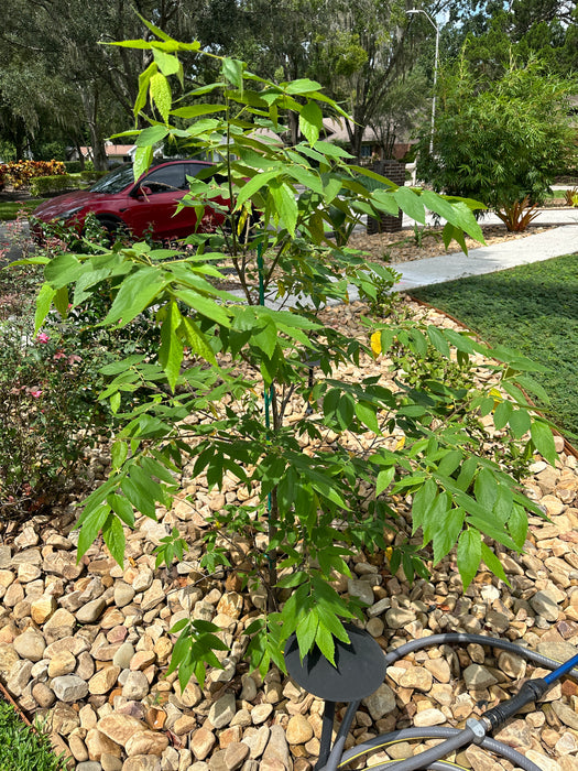 Strawberry Tree