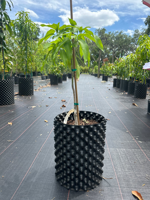 Mango-Coconut Cream Tree by Zill's