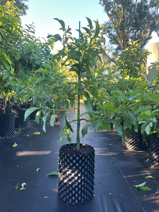 Avocado-Oro Negro Tree Type B