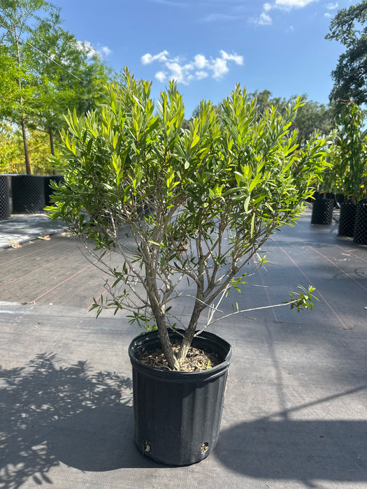 Bottlebrush Red Cluster (Callistemon)