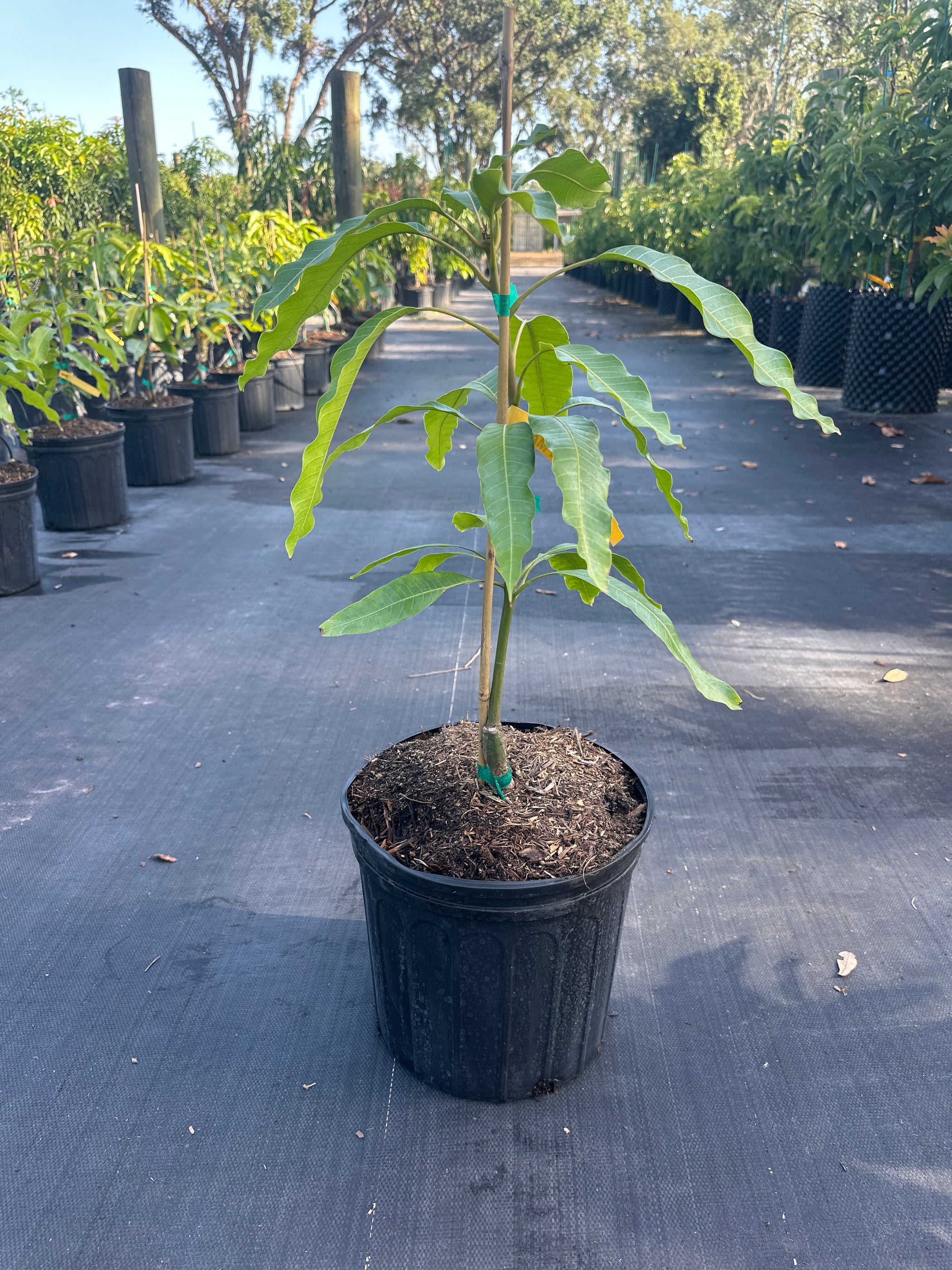 Mango-Falan Tree — Jolly Green Nursery