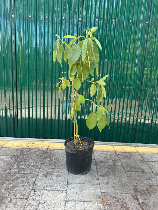 avocado tree indoor plant Avocado-Hall Tree Type B — Jolly Green Nursery