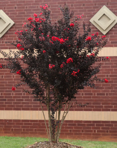 Crape / Crepe Myrtle 4 Varieties