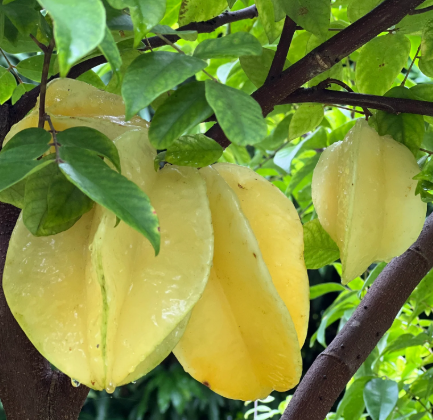 Carambola Fwang Tung Tree