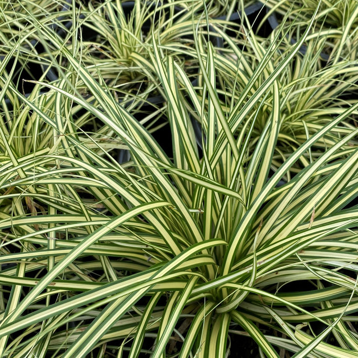 Carex 'Evergold'