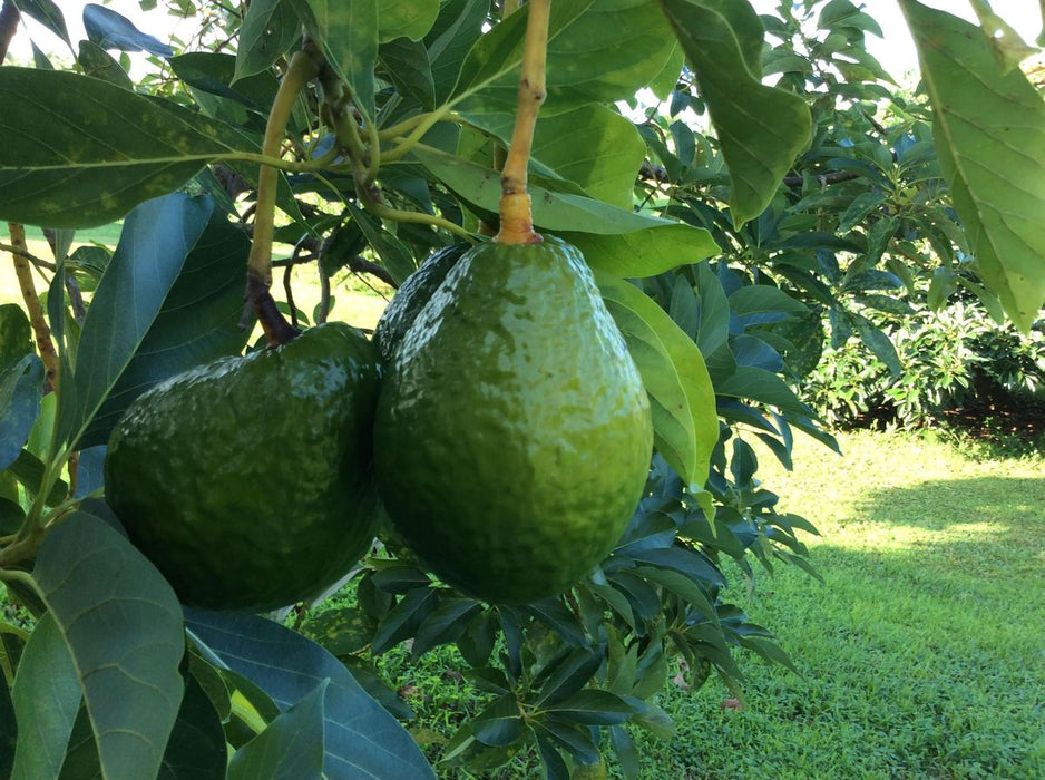 Avocado-Catalina Type A