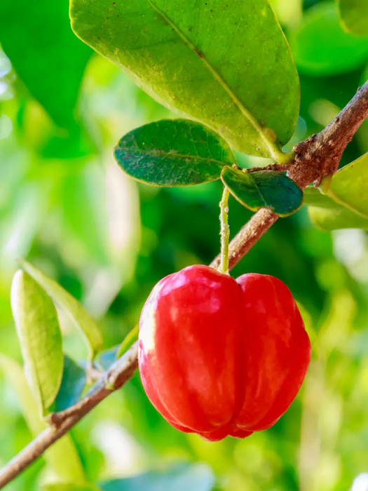 Cherry-Barbados Tree plant