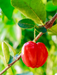 Cherry-Barbados Tree plant