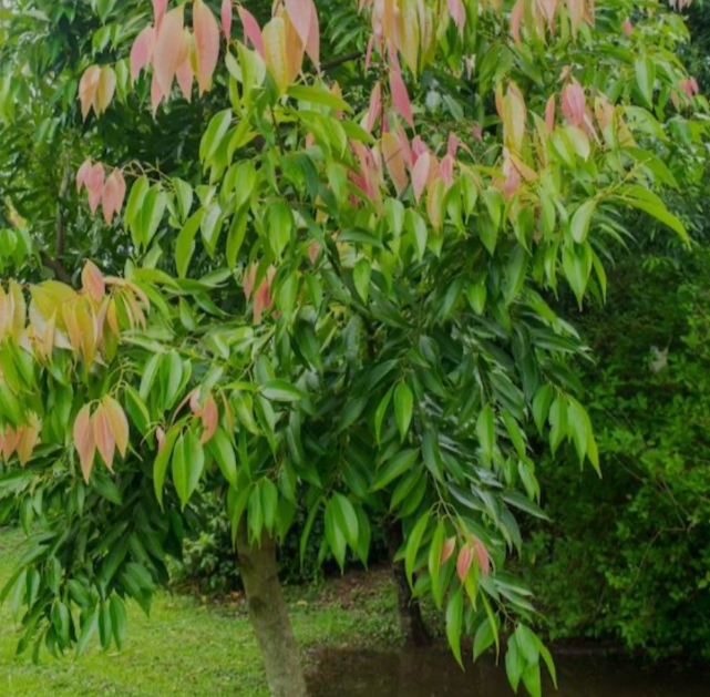 cinnamon plant family Cinnamon Tree — Jolly Green Nursery