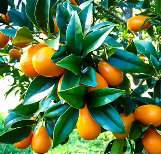 Citrus Kumquat Nagami Bush