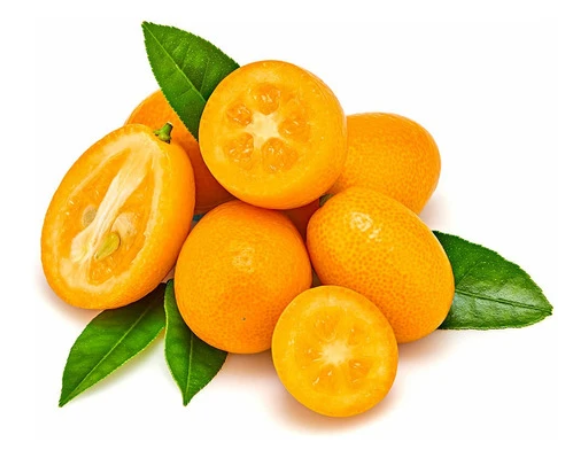 Citrus Kumquat Nagami Bush