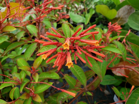 Firebush Compact Calusa — Jolly Green Nursery