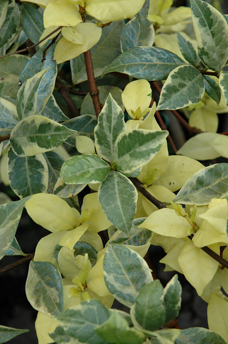 Confederate Jasmine- Variegated