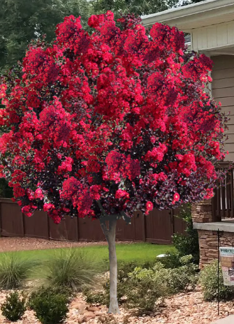 Crape / Crepe Myrtle 4 Varieties
