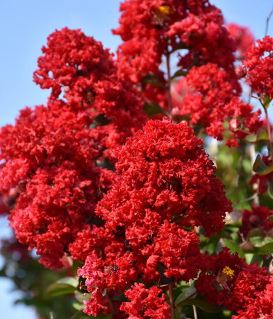 Crape / Crepe Myrtle 4 Varieties