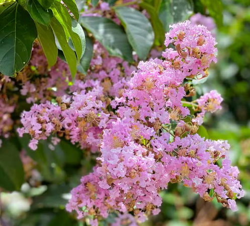 Crape / Crepe Myrtle 4 Varieties