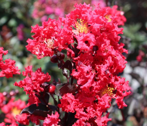 Crape / Crepe Myrtle 4 Varieties