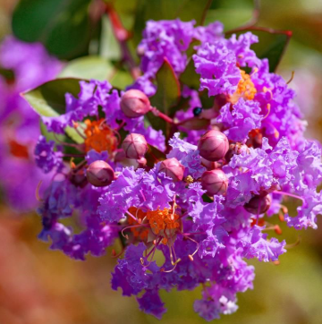 Crape / Crepe Myrtle 4 Varieties
