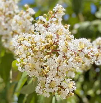 Crape / Crepe Myrtle 4 Varieties