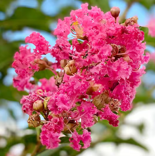 Crape / Crepe Myrtle 4 Varieties