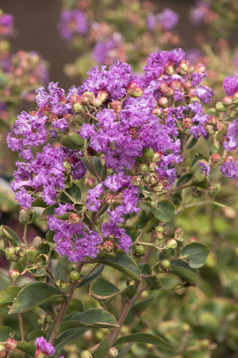 Crape / Crepe Myrtle 4 Varieties