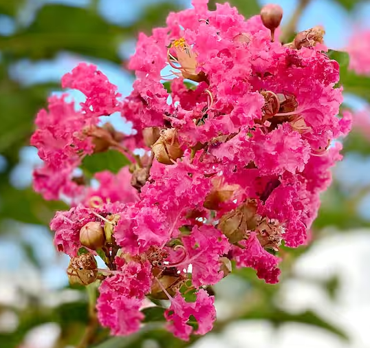 Crape / Crepe Myrtle 4 Varieties