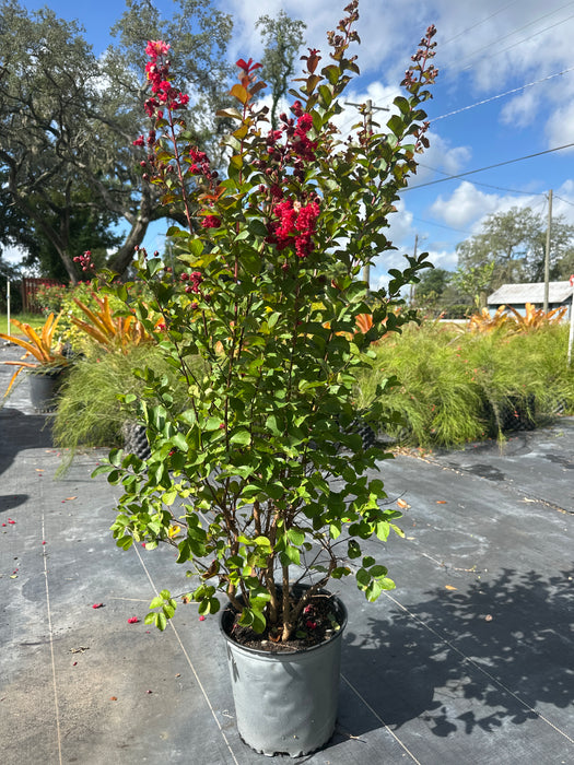 Crape / Crepe Myrtle 4 Varieties
