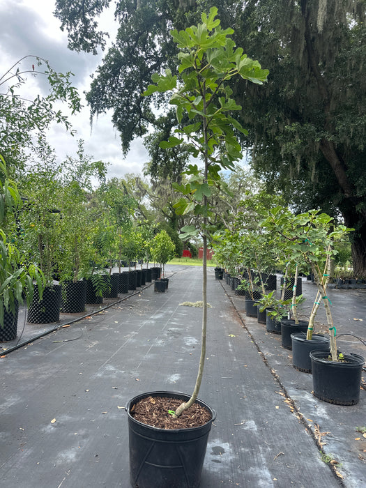 Fig Celeste Tree