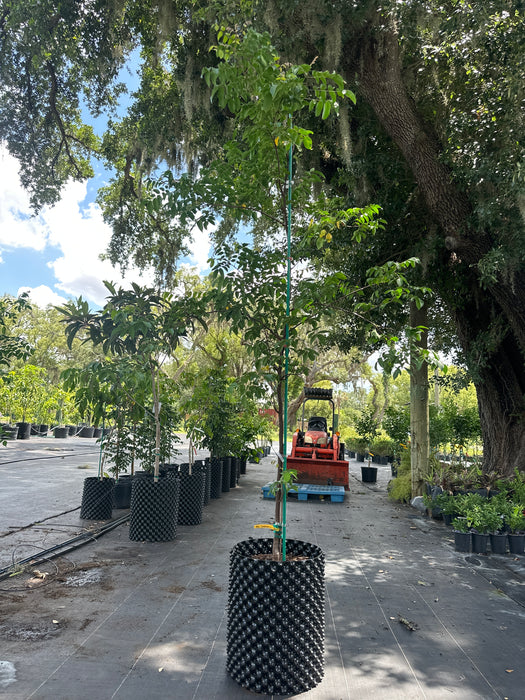 Carambola Arkin Tree