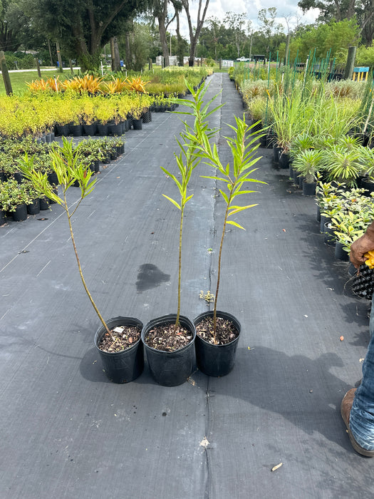 Swamp Milkweed