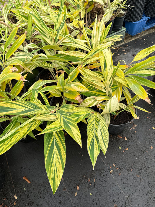 shell ginger indoor plant Shell Ginger-Variegated — Jolly Green Nursery