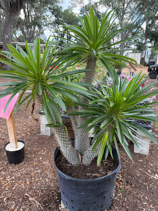 Madagascar Palm — Jolly Green Nursery