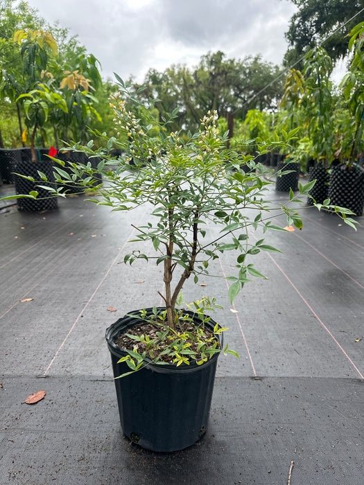 Nandina Heavenly Bamboo