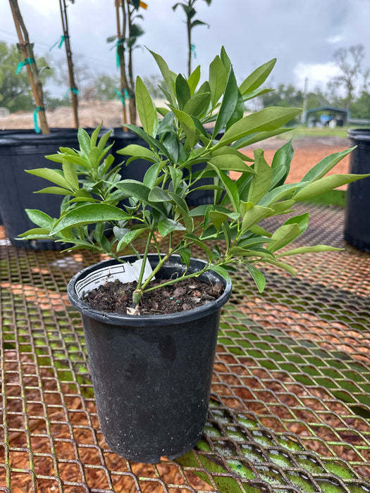 Citrus Kumquat Nagami Bush