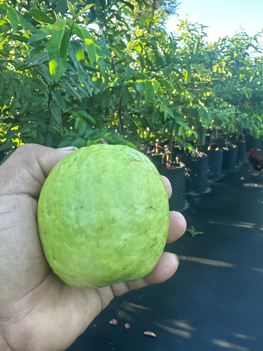 Guava Ruby Supreme Tree