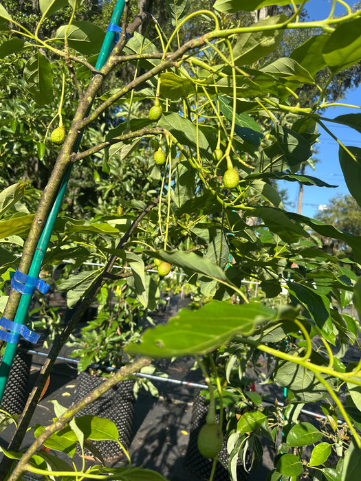 Avocado-Hass (Haas) Tree Type A — Jolly Green Nursery