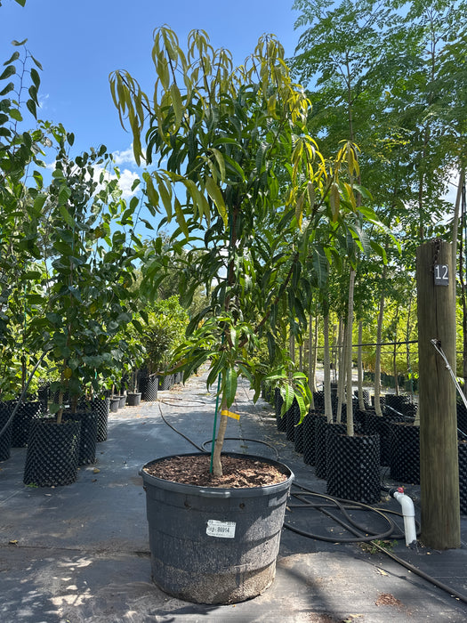 Mango-Alphonso Tree by Zills