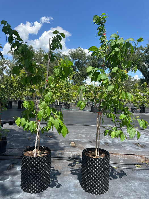 Peanut Butter Fruit Tree
