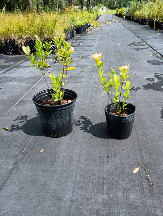 Ixora coccinea Maui Yellow / Flame Woods