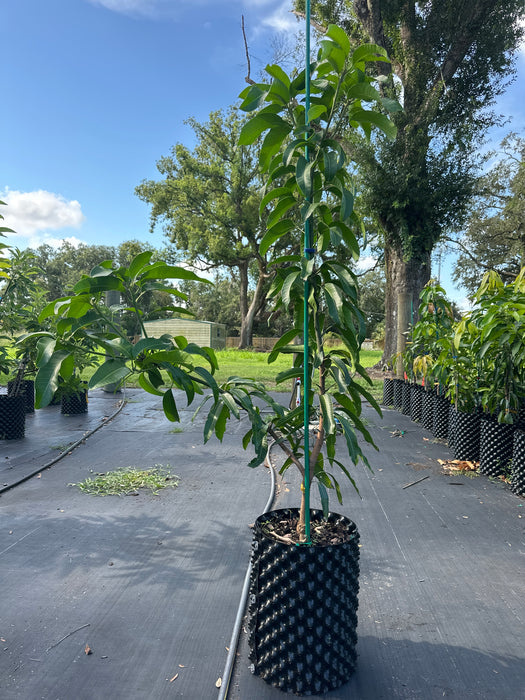Mango-Fruit Punch Tree