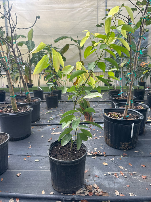 cinnamon tree plant Cinnamon Tree — Jolly Green Nursery
