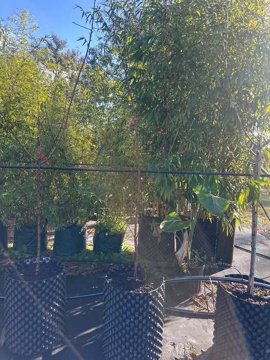 Peach-Florida Prince