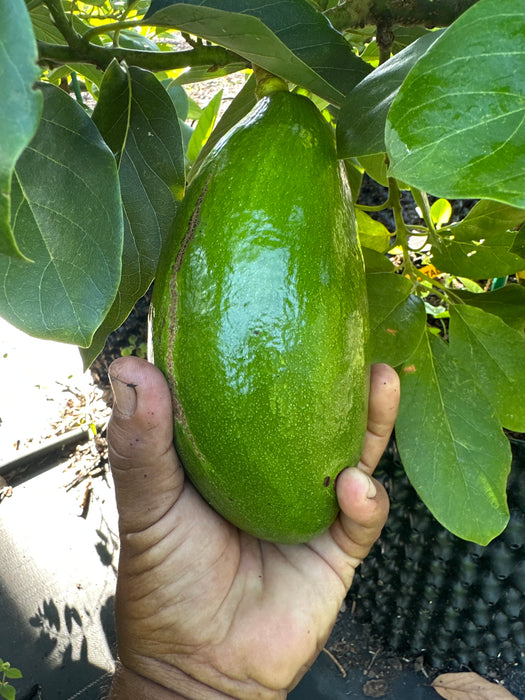 Avocado-Catalina Tree Type A