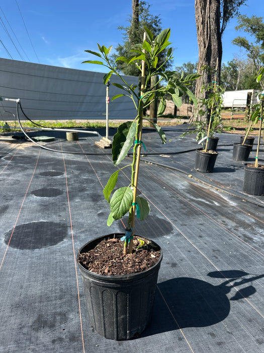 Avocado-Fuerte Tree Type B