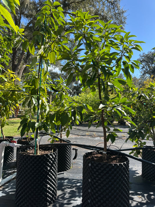 Avocado-Bacon Tree Type B