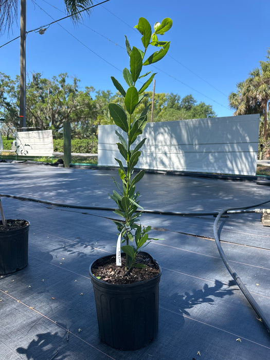 Bay Leaf Tree