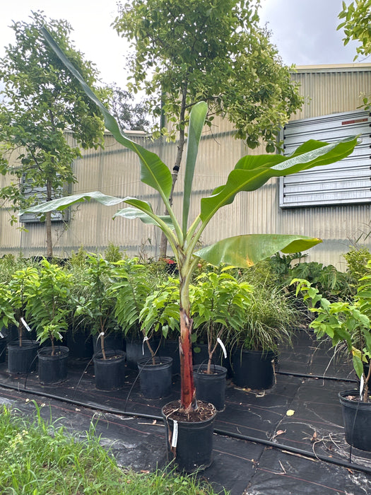 Banana-Dwarf Cavendish