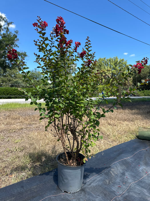 Crape / Crepe Myrtle 4 Varieties